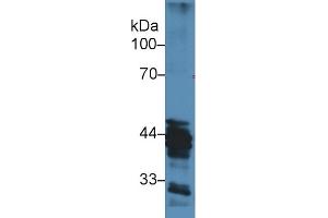 Western Blot; Sample: Human MCF7 cell lysate; Primary Ab: 3µg/ml Rabbit Anti-Mouse HAT1 Antibody Second Ab: 0. (HAT1 anticorps  (AA 100-338))