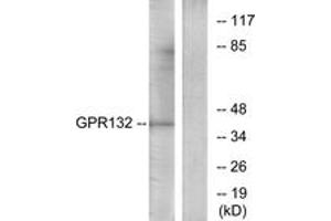 Western Blotting (WB) image for anti-G Protein-Coupled Receptor 132 (GPR132) (AA 311-360) antibody (ABIN2890843) (G Protein-Coupled Receptor 132 anticorps  (AA 311-360))