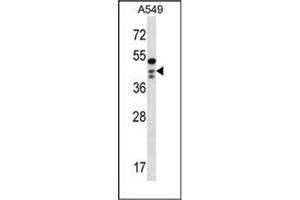 Western blot analysis of OBFC1 Antibody (C-term) in A549 cell line lysates (35ug/lane). (OBFC1 anticorps  (C-Term))