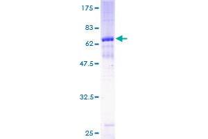 Image no. 1 for Melanoma Antigen Family A, 8 (MAGEA8) (AA 1-318) protein (GST tag) (ABIN1310051)