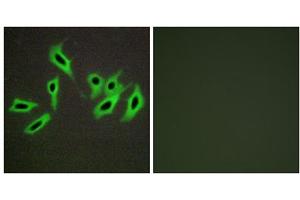 Immunofluorescence analysis of HepG2 cells, using Heparin Cofactor II antibody. (SERPIND1 anticorps  (N-Term))