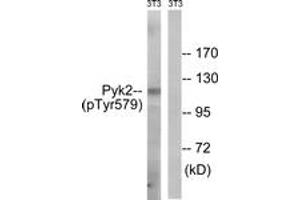 Western blot analysis of extracts from NIH-3T3 cells, using PYK2 (Phospho-Tyr579) Antibody. (PTK2B anticorps  (pTyr579))