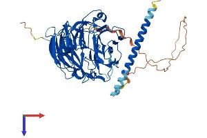 AlphaFold protein structure predicition of Human Recombinant CORO2A Protein, UniprotID Q92828