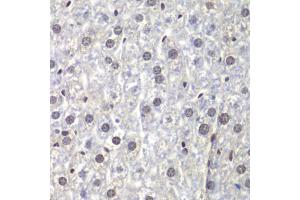 Immunohistochemistry of paraffin-embedded mouse liver using U2AF1 antibody (ABIN5970409) at dilution of 1/200 (40x lens). (U2AF1 anticorps)
