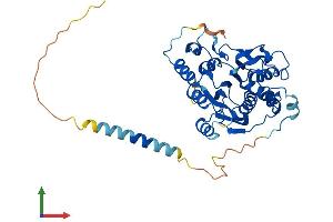 AlphaFold protein structure predicition of Human Recombinant B3GNT4 Protein, UniprotID Q9C0J1
