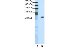 Western Blotting (WB) image for anti-BUD31 Homolog (BUD31) antibody (ABIN2461711) (BUD31 anticorps)