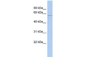 WB Suggested Anti-RCOR3 Antibody Titration:  0. (RCOR3 anticorps  (N-Term))