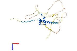 AlphaFold protein structure predicition of Human Recombinant HMX3 Protein, UniprotID A6NHT5