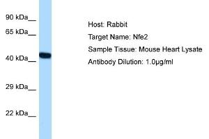Host: Rabbit Target Name: NFE2 Sample Tissue: Mouse Heart Antibody Dilution: 1ug/ml (NFE2 anticorps  (C-Term))