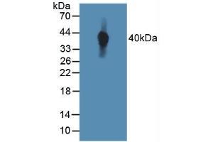 Figure. (TIE1 anticorps  (AA 701-898))