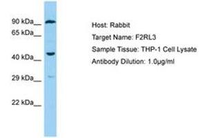 Image no. 1 for anti-Coagulation Factor II (Thrombin) Receptor-Like 3 (F2RL3) (C-Term) antibody (ABIN6750180) (F2RL3 anticorps  (C-Term))