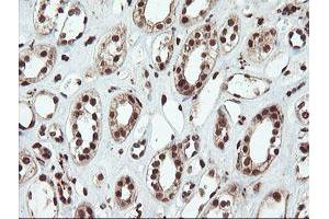 Immunohistochemical staining of paraffin-embedded Human Kidney tissue using anti-SAMHD1 mouse monoclonal antibody. (SAMHD1 anticorps)