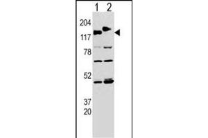 Western blot analysis of CLASP (arrow) using rabbit polyclonal CLASP Antibody  (ABIN652978 and ABIN2842620). (CLASP2 anticorps  (AA 998-1026))