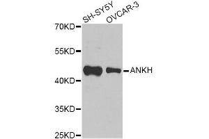 Western blot analysis of extracts of various cell lines, using ANKH Antibody (ABIN6003613) at 1/1000 dilution. (ANKH anticorps)