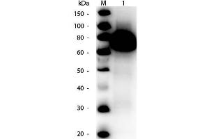 Western Blot of Rabbit anti-Glucose Oxidase Antibody Peroxidase Conjugated. (Glucose Oxidase anticorps  (HRP))