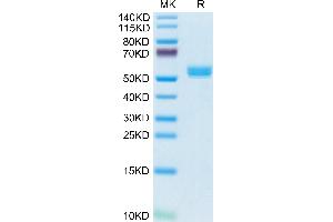 Biotinylated Cynomolgus BAFF Trimer on Tris-Bis PAGE under reduced condition.