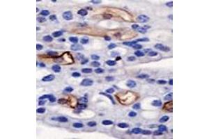 Detection of AGR2 on mouse kidney using AGR2 polyclonal antibody . (AGR2 anticorps  (AA 50-100))