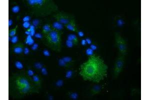 Immunofluorescence (IF) image for anti-Oxysterol Binding Protein-Like 11 (OSBPL11) antibody (ABIN1499922)
