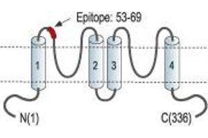 Potassium Channel Subfamily K Member 1 (KCNK1) peptide