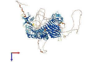 AlphaFold protein structure predicition of Mouse Recombinant Phlpp2 Protein, UniprotID Q8BXA7