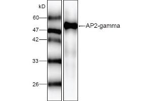 Western blot analysis of recombinant AP2 gamma, using AP2 gamma antibody (1/1000 dilution). (TFAP2C anticorps)