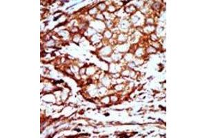 Image no. 2 for anti-14-3-3 alpha + beta (YWHAB) (C-Term) antibody (ABIN360672) (YWHAB anticorps  (C-Term))