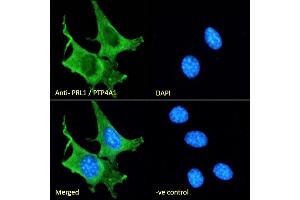 (ABIN185274) Immunofluorescence analysis of paraformaldehyde fixed NIH3T3 cells, permeabilized with 0. (PTP4A1 anticorps  (C-Term))