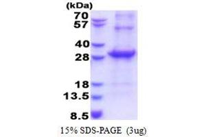 SDS-PAGE (SDS) image for CD33 (CD33) (AA 18-259) protein (His tag) (ABIN5853577)