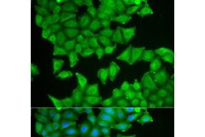 Immunofluorescence analysis of HeLa cells using PTGES3 Polyclonal Antibody (PTGES3 anticorps)