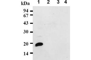 Western Blotting (WB) image for anti-Cyclin-Dependent Kinase Inhibitor 2D (p19, Inhibits CDK4) (CDKN2D) antibody (ABIN487338) (CDKN2D anticorps)