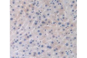 IHC-P analysis of Mouse Tissue, with DAB staining. (Hemoglobin Subunit beta anticorps  (AA 1-147))