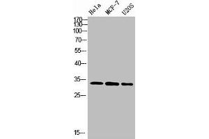 Western Blot analysis of various cells using Antibody diluted at 1:1000. (Nanos Homolog 1 anticorps  (AA 151-200))