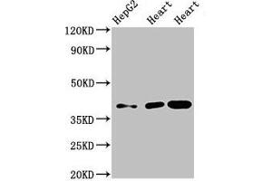 Western Blot Positive WB detected in: HepG2 whole cell lysate, Rat heart tissue, Mouse heart tissue All lanes: WISP3 antibody at 3. (WISP3 anticorps  (AA 201-372))