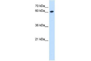 Western Blot showing ZNF169 antibody used at a concentration of 0. (ZNF169 anticorps  (Middle Region))
