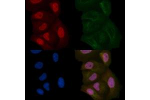 DAZAP1 Mouse Monoclonal Antibody staining Hela cells by IF/ICC. (DAZAP1 anticorps)