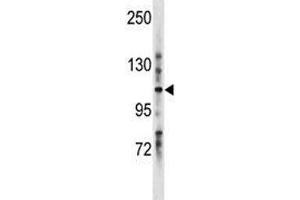 LRIG1 antibody western blot analysis in mouse stomach tissue lysate. (Lrig1 anticorps  (AA 801-829))