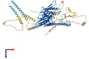 AlphaFold protein structure predicition of Mouse Recombinant Kif3c Protein, UniprotID O35066