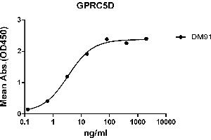 ELISA plate pre-coated by 2 μg/mL (100 μL/well) Human GPRC5D protein, hFc-His tagged protein ((ABIN6961124, ABIN7042277 and ABIN7042278)) can bind Rabbit anti-GPRC5D monoclonal antibody(clone: DM91) in a linear range of 0. (GPRC5D anticorps  (AA 2-21))
