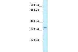 WB Suggested Anti-Popdc3 Antibody   Titration: 1. (POPDC3 anticorps  (C-Term))