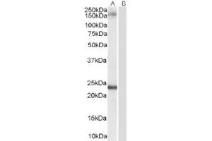 Image no. 1 for anti-Golgin A3 (GOLGA3) (C-Term) antibody (ABIN374604) (Golgin A3 anticorps  (C-Term))