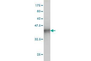 Western Blot detection against Immunogen (35. (HMGB1 anticorps  (AA 1-90))