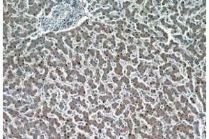 Immunohistochemistry (IHC) image for anti-Hepatic and Glial Cell Adhesion Molecule (HEPACAM) antibody (ABIN2932707) (HEPACAM anticorps)