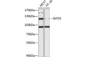 Western blot analysis of extracts of various cell lines, using INTS5 antibody  at 1:1000 dilution. (INTS5 anticorps  (AA 120-400))