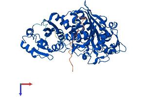 AlphaFold protein structure predicition of Mouse Recombinant Npepl1 Protein, UniprotID Q6NSR8