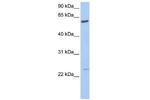WB Suggested Anti-FAM3C Antibody Titration:  0.