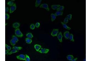 Immunofluorescent analysis of LO2 cells using ABIN7147031 at dilution of 1:100 and Alexa Fluor 488-congugated AffiniPure Goat Anti-Rabbit IgG(H+L) (CATSPER2 anticorps  (AA 5-112))