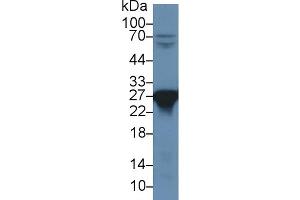 Western Blot; Sample: Rat Liver lysate; Primary Ab: 1µg/ml Rabbit Anti-Rat PRDX6 Antibody Second Ab: 0.