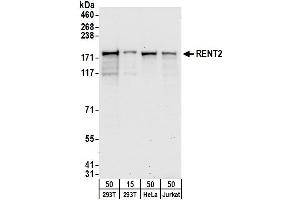 Western Blotting (WB) image for anti-UPF2 Regulator of Nonsense Transcripts 2 (UPF2) (AA 1-50) antibody (ABIN7449802) (RENT2/UPF2 anticorps  (AA 1-50))