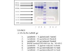 Gel Scan of Lactoferrin, Human Milk  This information is representative of the product ART prepares, but is not lot specific. (Lactoferrin Protéine)