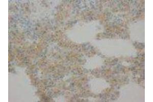 Image no. 1 for anti-Cytochrome C, Somatic (CYCS) (AA 91-105) antibody (ABIN1493494) (Cytochrome C anticorps  (AA 91-105))